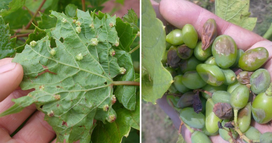 Альтернариоз винограда фото и как это лечить