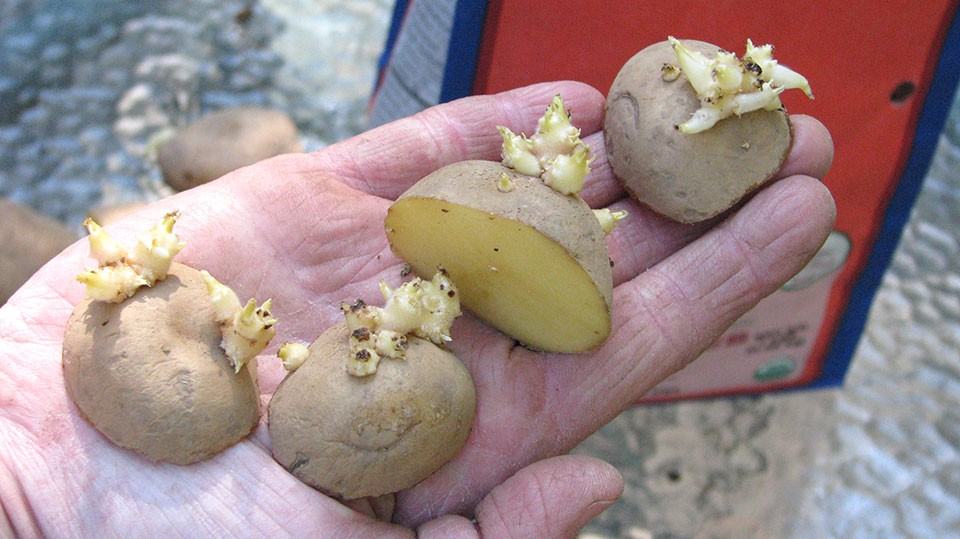 Проращивание картофеля для посадки в домашних условиях. Проросшая картошка. Посадка картофеля. Клубень картофеля. Разрезанный клубень картофеля.